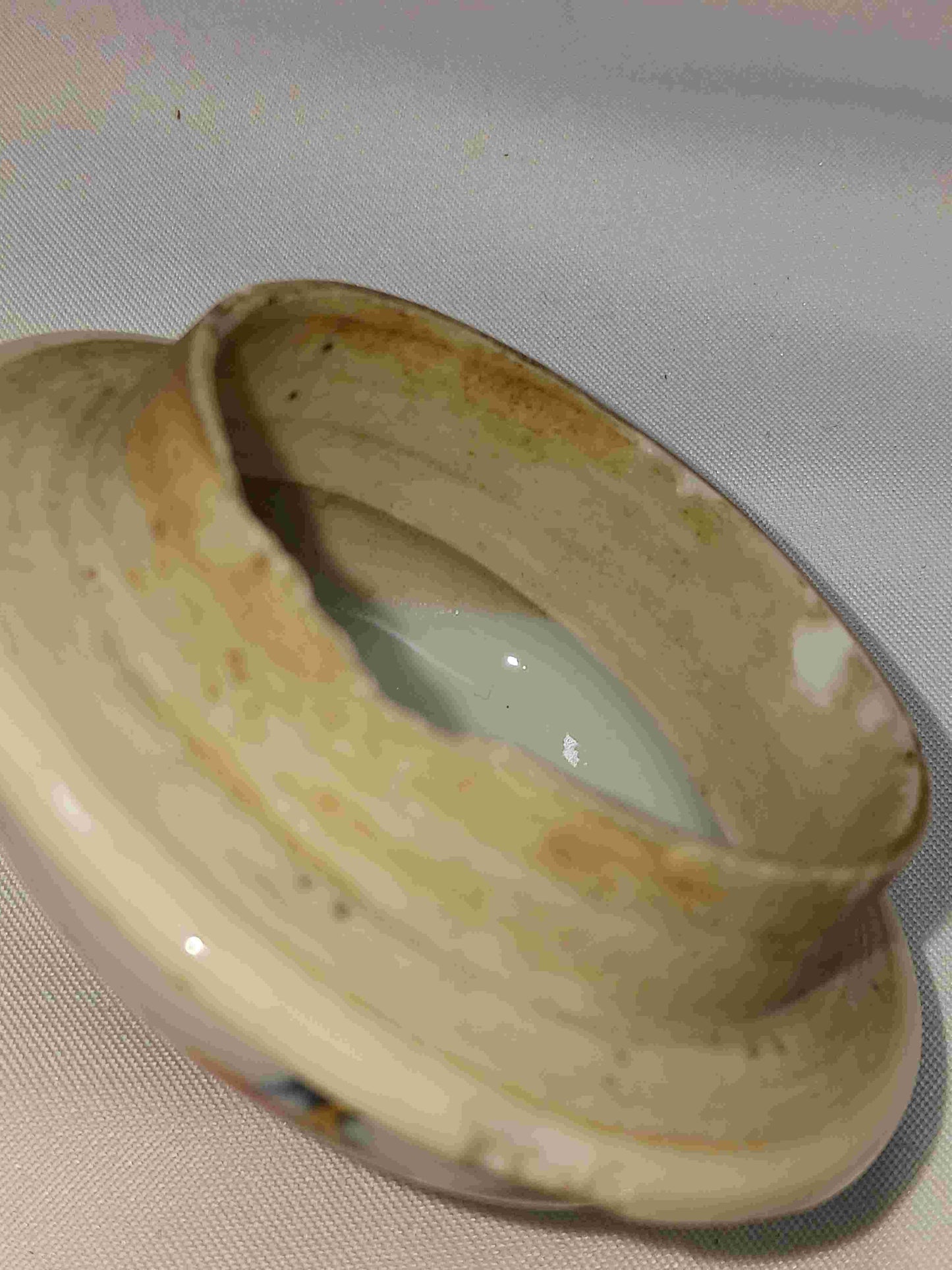 清代康熙青花描金礬紅彩(中式伊萬里)洞石花卉紋茶壺 1662-1722年 ( 2406100 )